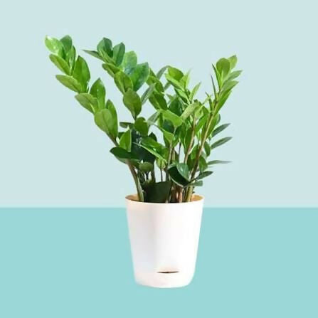 Zamioculcas Zamiifolia ‘Emerald Mirror’ (Standard ZZ Plant)