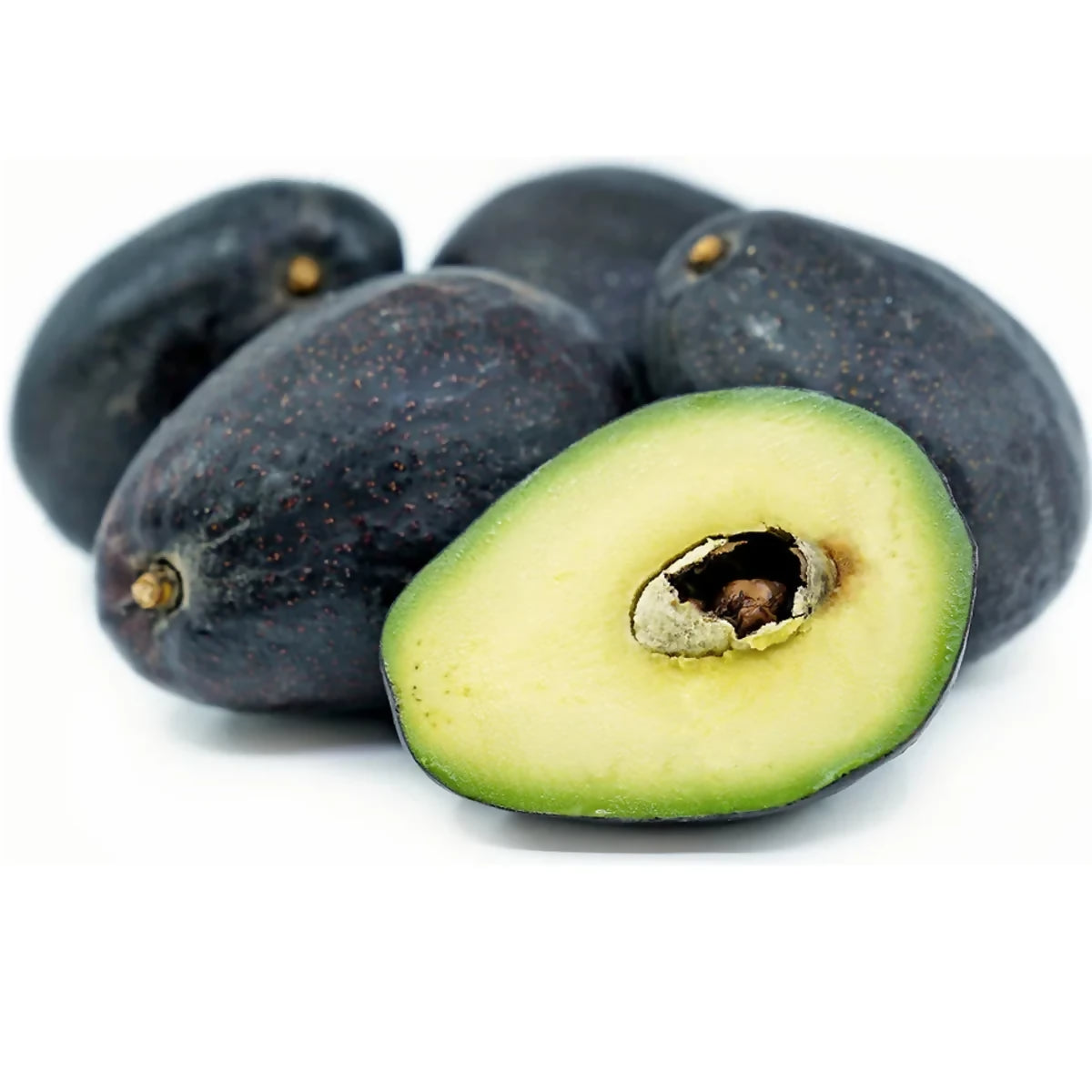 Sir Prize Avocado Live Plant