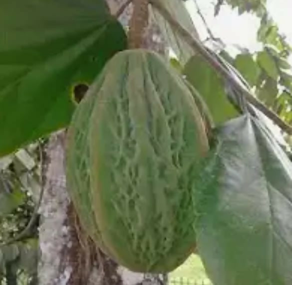 White Coco Cacao – Live Grafted Exotic Fruit Tree - Keyfarm Wayanad