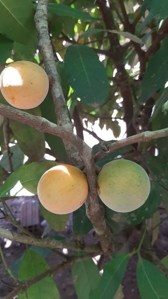 Gogo Fruit Plant (Salacia macrophylla)