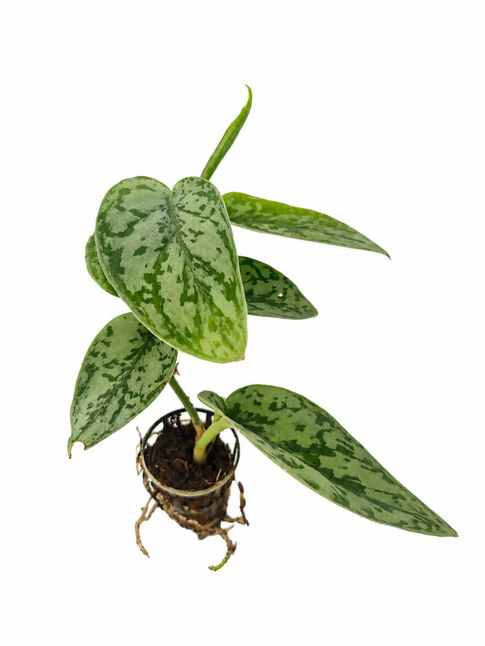 Silver scindapsus
