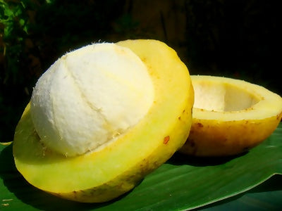 Bakuri Fruit Plants (Platonia Insignis)