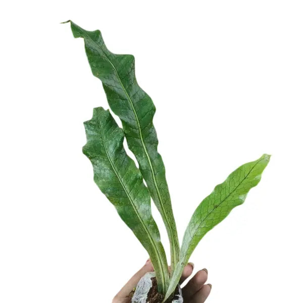 Crocodile Fern, Microsorum musifolium 'Crocodyllus'
