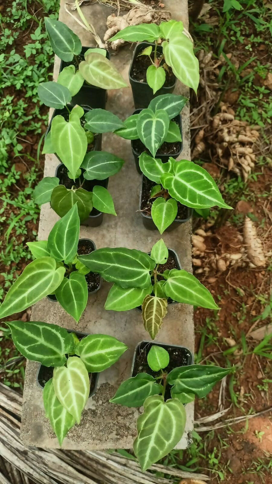 Plant Doctor 10-Pack Rare Foliage Anthurium Combo