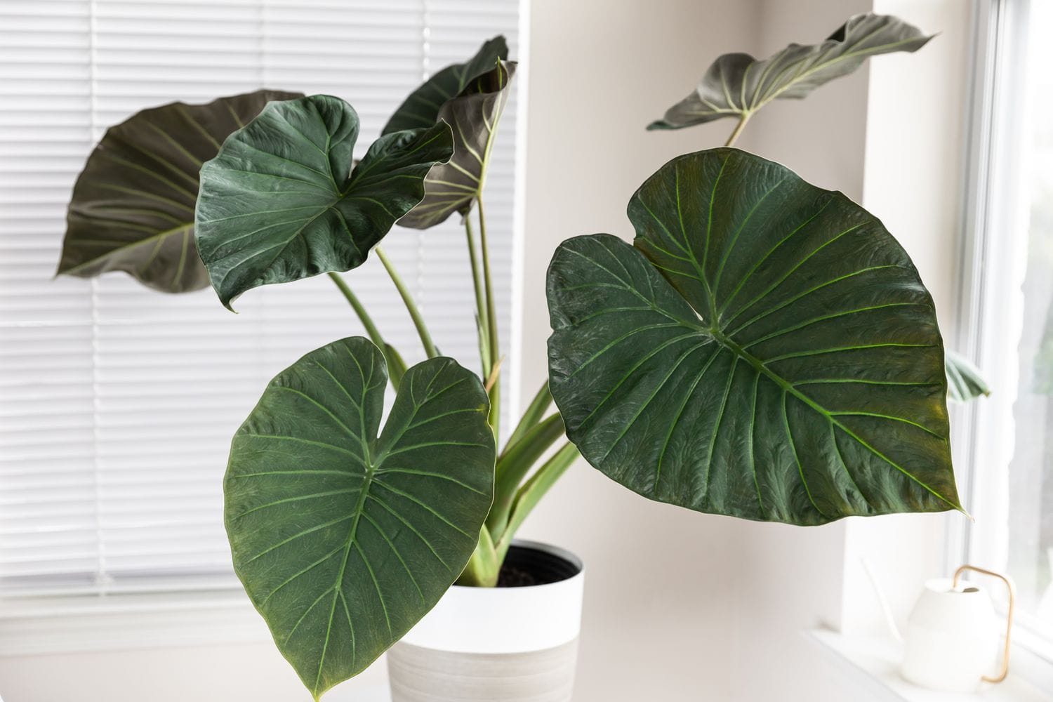 Alocasia Shield Regale leaf details and texture – healthy indoor plant