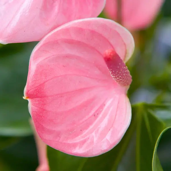 Anthurium Baby Pink