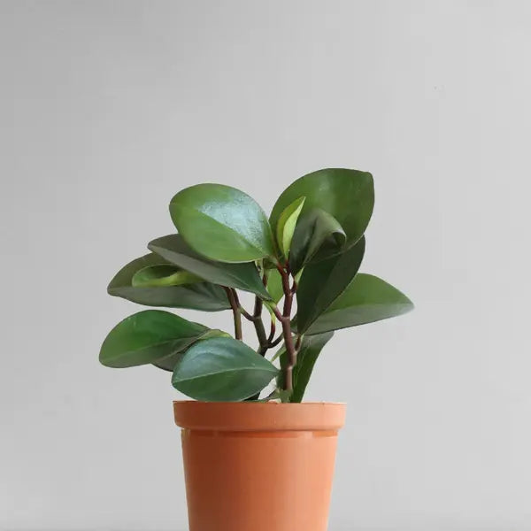 Babby rubber plant Red edge oval leaf(Pepperomia obtusifolia)