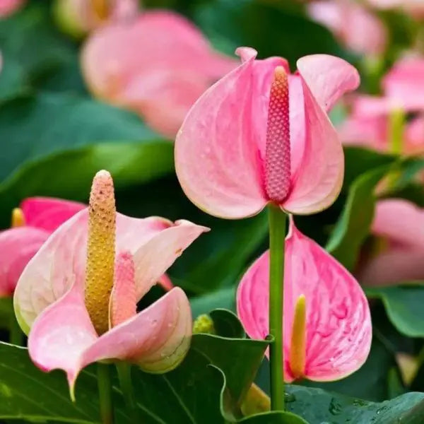 Anthurium Baby Pink