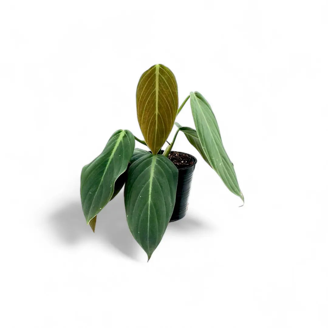 Philodendron Gigas healthy live foliage plant – Foliages India