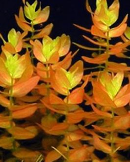 Bacopa caroliniana saffron red (3 stems)