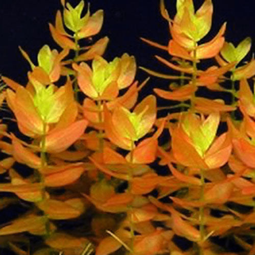 Bacopa caroliniana saffron red (3 stems)