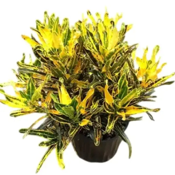 Codiaeum variegatum 'Yellow Banana'