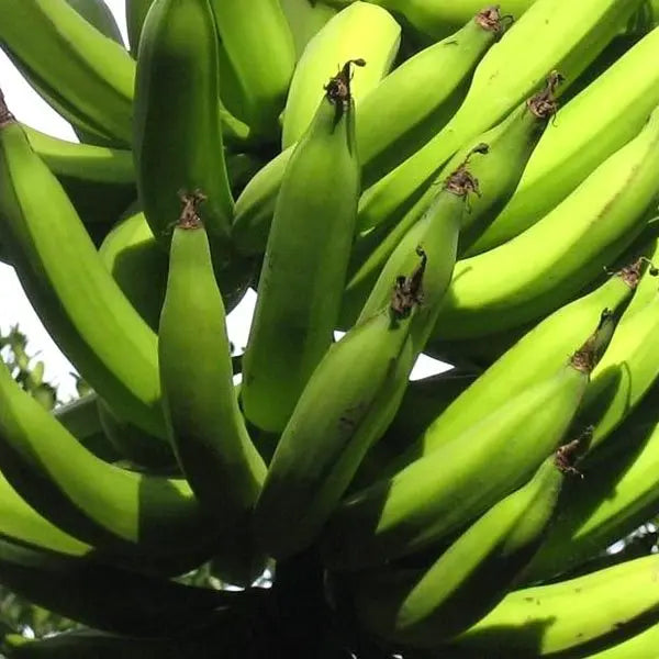 Theni Nendran Banana