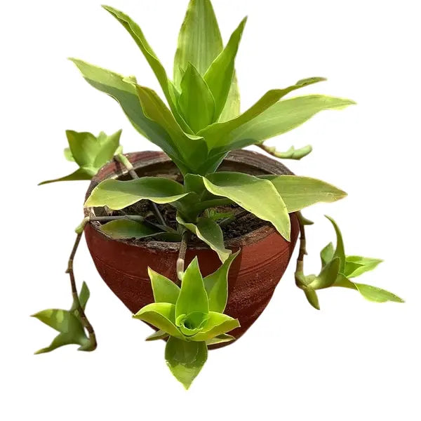 Basket Plant (Callisia fragrans)