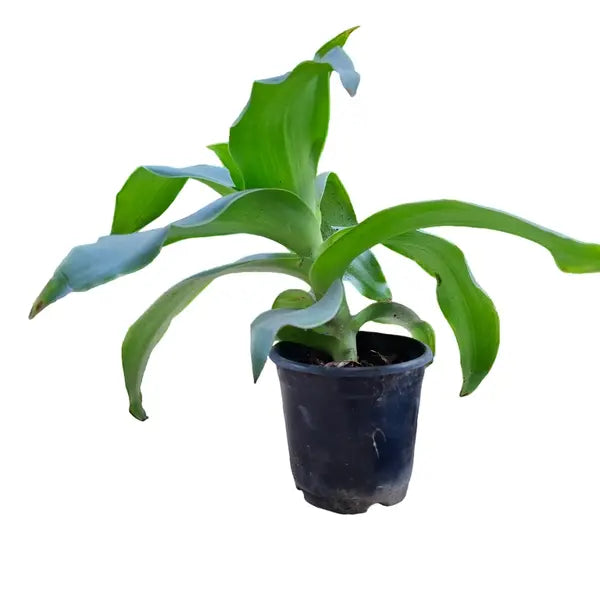 Basket Plant (Callisia fragrans)
