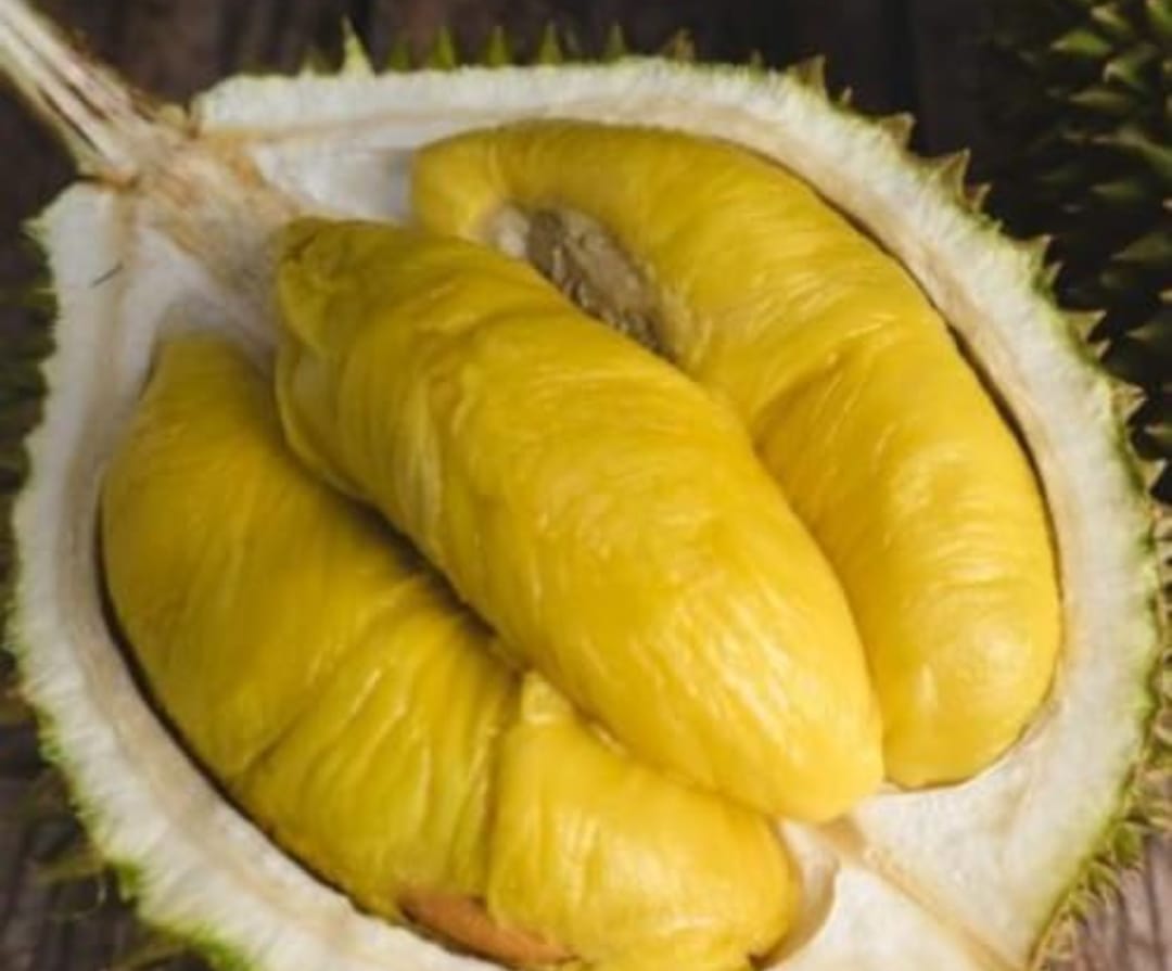 Durian Musang King Fruit Plant - Bud Plant - Keyfarm Wayanad