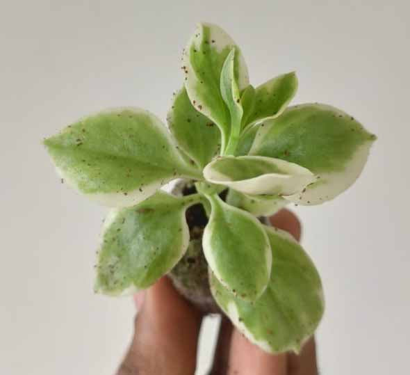 Baby Sunrose 'Variegated'(Heart leaf ice plant)