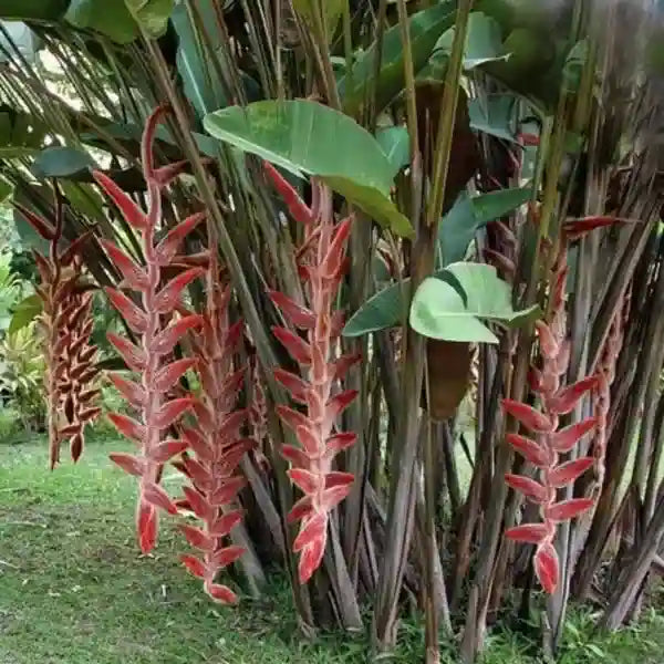 Heliconia Vellerigera