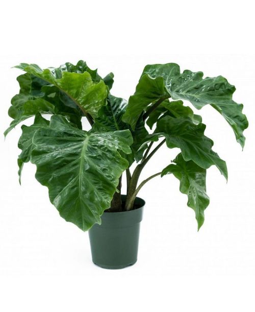 Alocasia Low rider
