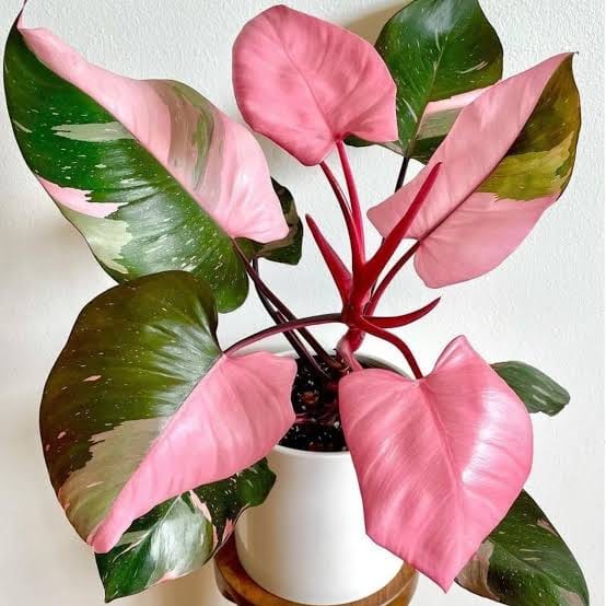 Philodendron Pink Princess leaf details and texture – healthy indoor plant