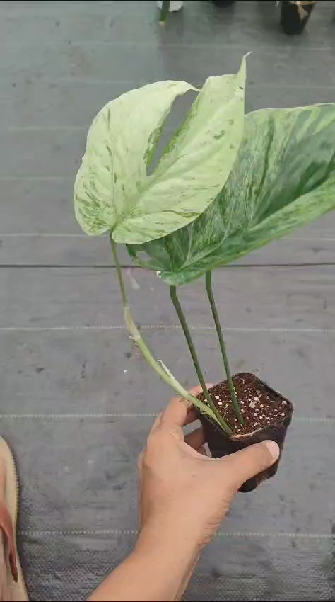 Philodendron Amydrium Mint varigated