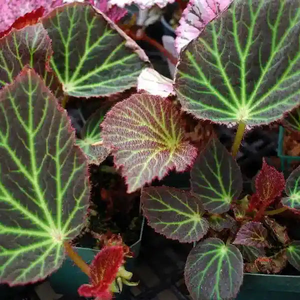 Begonia chloroneura