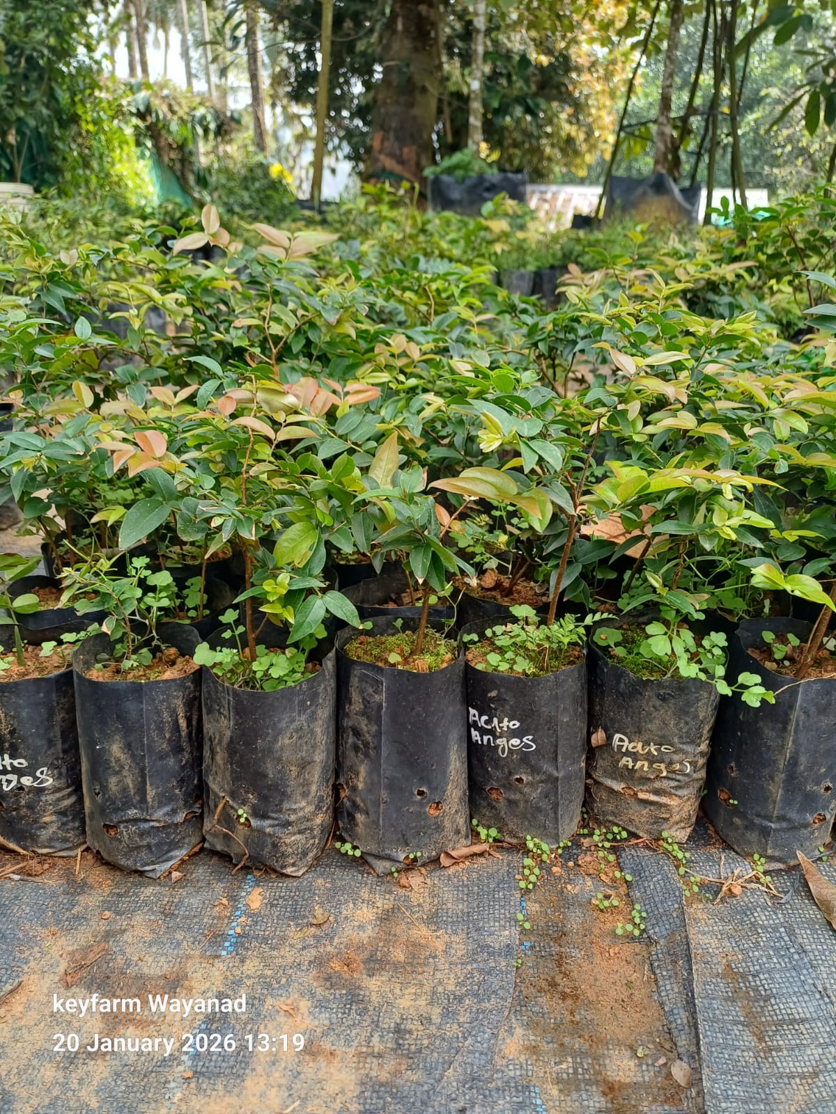 Auto Andeson Jaboticaba Fruit Plant - Keyfarm Wayanad-Otto Anderson