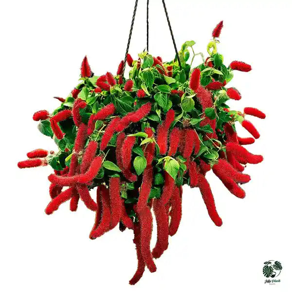Red-Hot Cat's Tail | Dwarf Chenille Plant