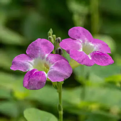 Asystasia gangetica | Chinese violet plant