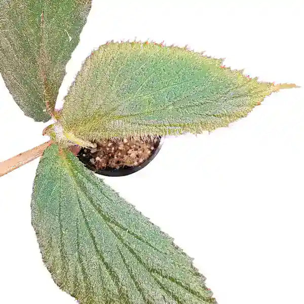 Begonia Sp Borneo