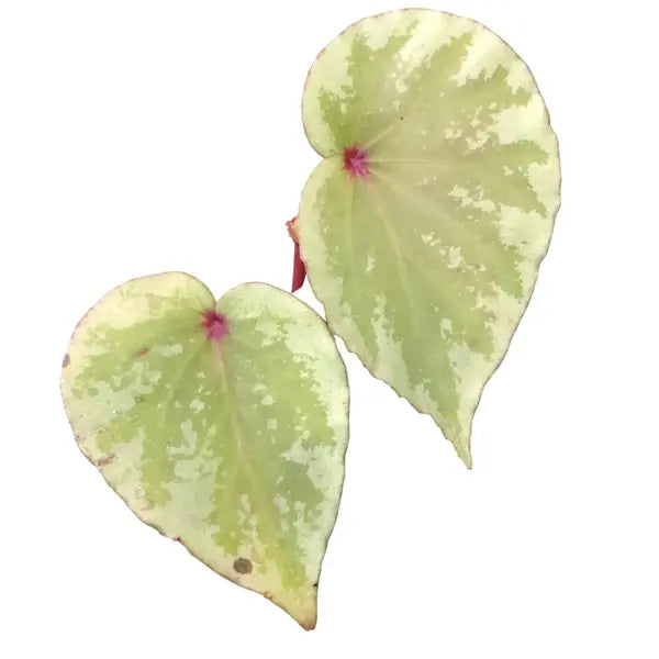Begonia Lidi