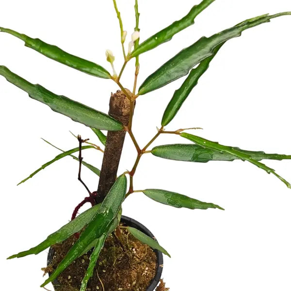 Begonia Tenuissima