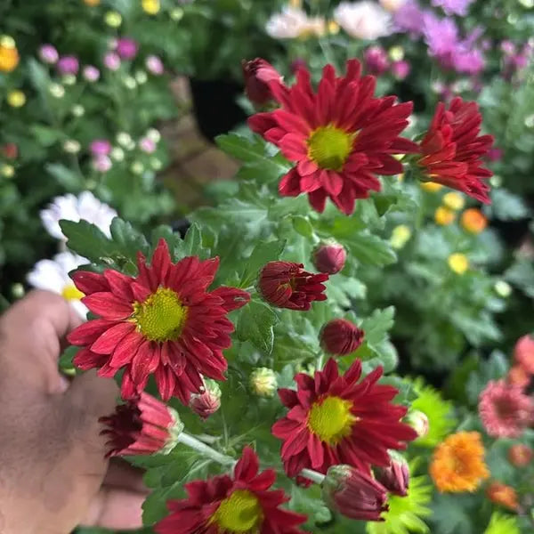 Chrysanthemum Red (Jamanthi)