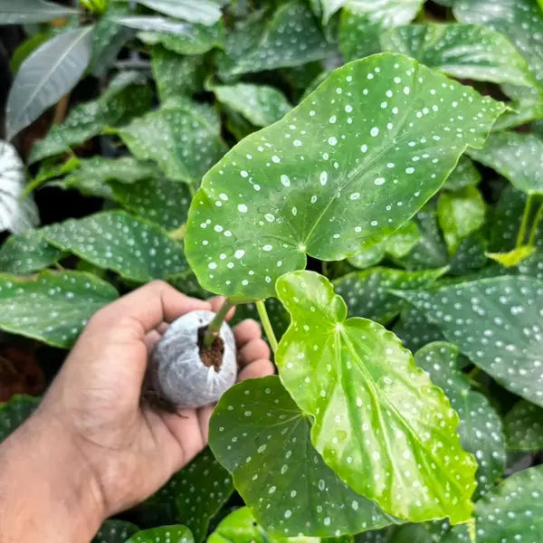 Begonia Albo-picta