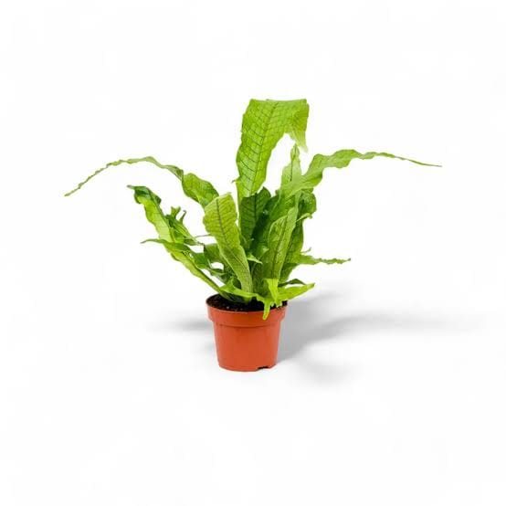 Crocodylus Fern healthy live foliage plant – Foliages India