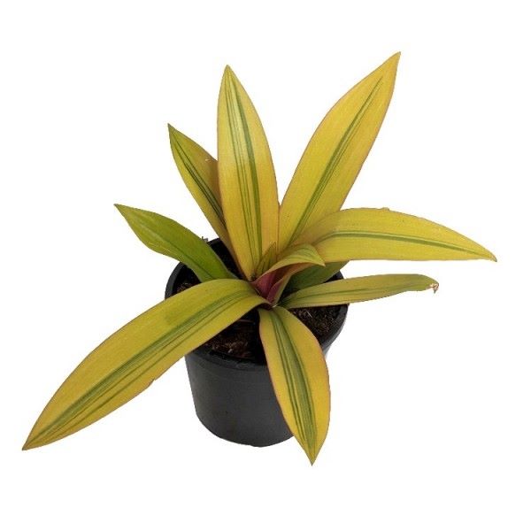 Rhoeo Golden, Rhoeo Spathacea Sitara Gold - Plant