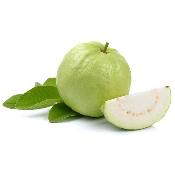 Guava Kilo Pera Plant