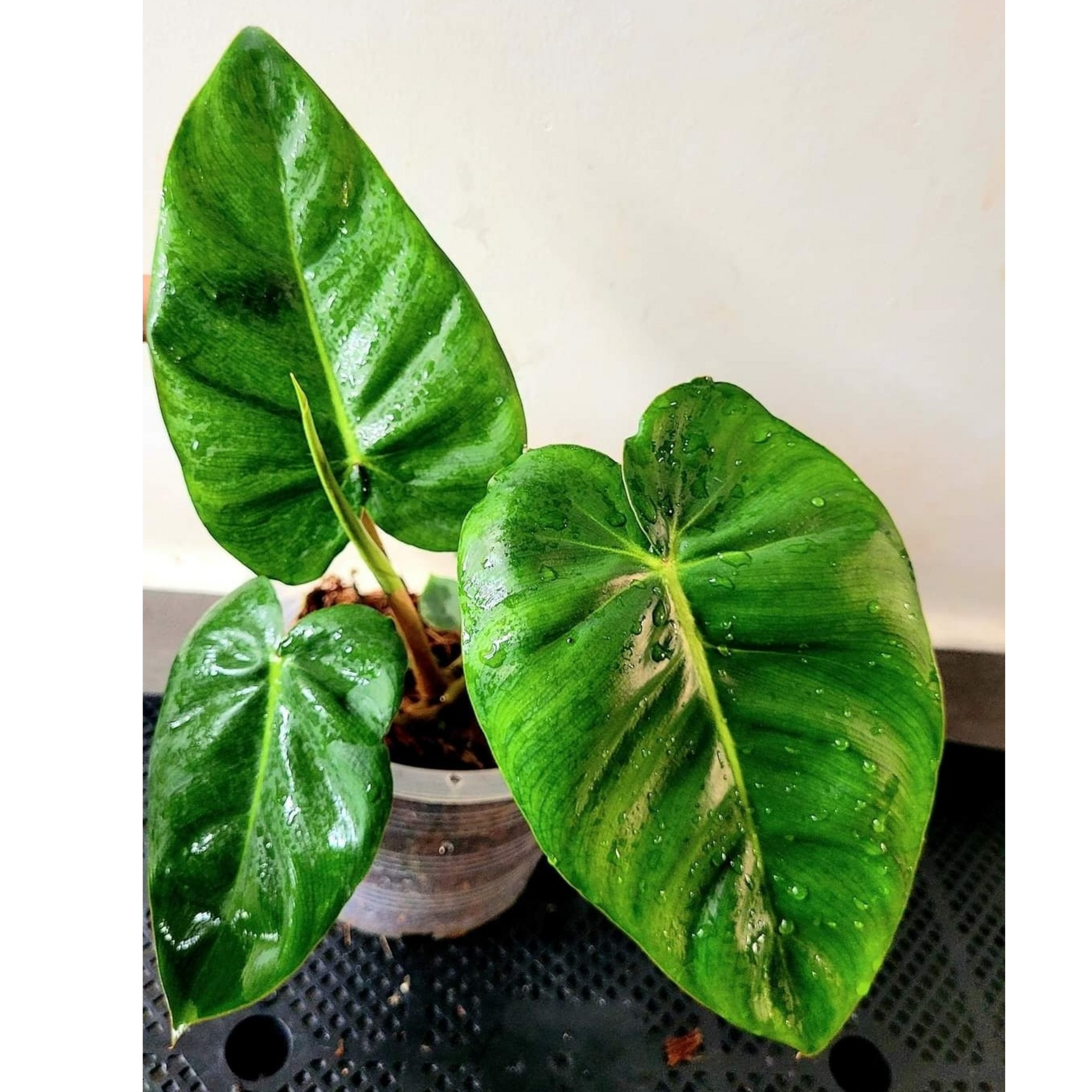 Philodendron Billienum