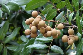 Black Longan Fruit Plant - Live Tree - Fruit