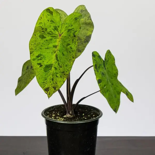 Colocasia Black Mojito