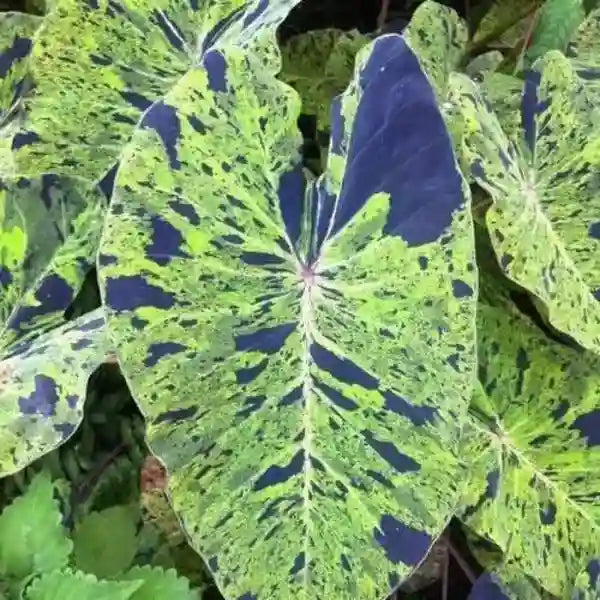 Colocasia Black Mojito