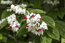 Bleeding heart vine (single plant)