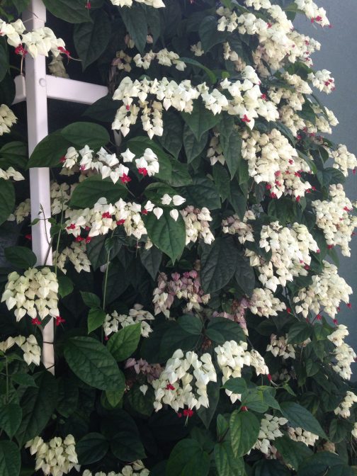 Bleeding heart vine (single plant)