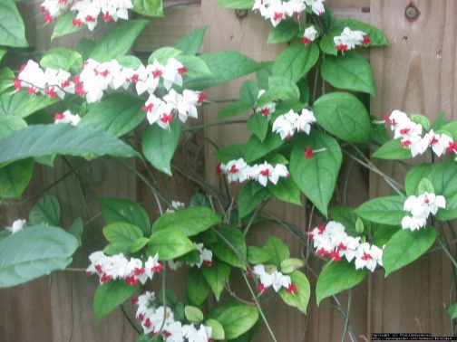 Bleeding heart vine (single plant)