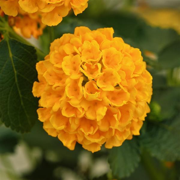 Lantana "Yellow"