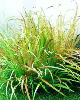 Blyxa japonica (single plant)