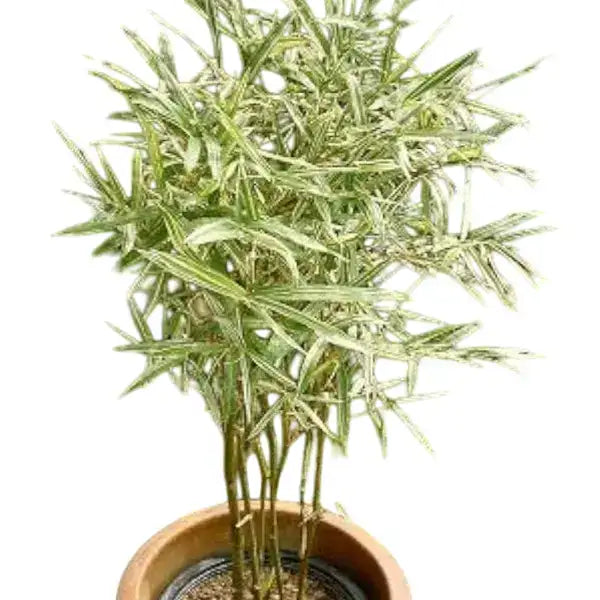 Bambusa glaucophylla - Malay Dwarf Variegated Bamboo
