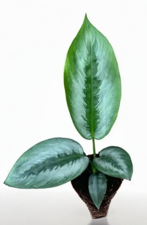 Schismatoglottis sp.,Borneo Silver