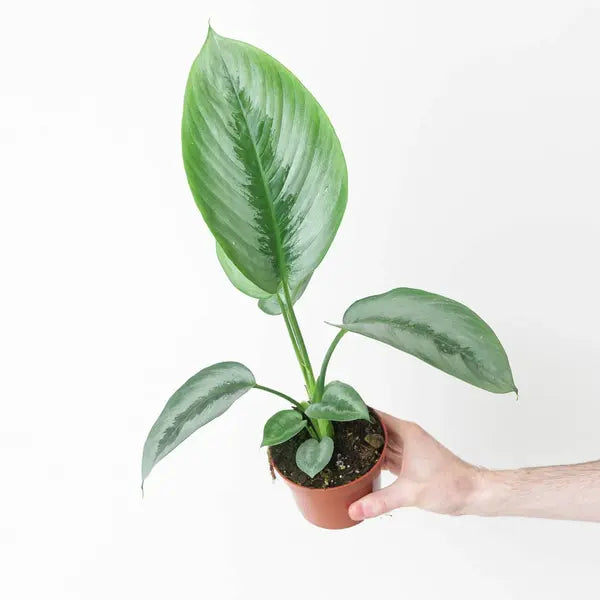 Schismatoglottis sp.,Borneo Silver