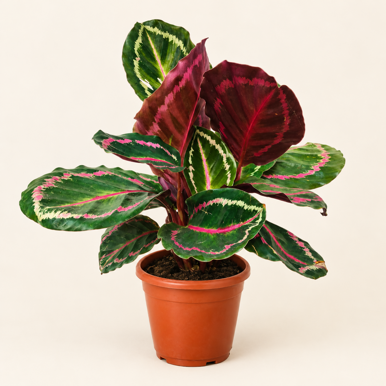 Calathea roseopicta Illustris -Bushy Rose-Painted Calathea- The Lush Flora